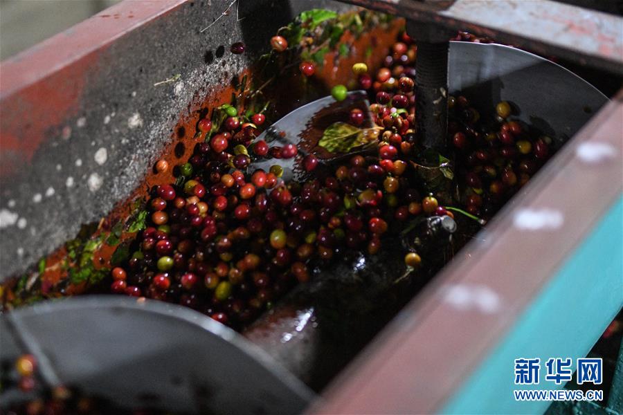 （国际）（8）哥斯达黎加——中美洲的“咖啡王国”