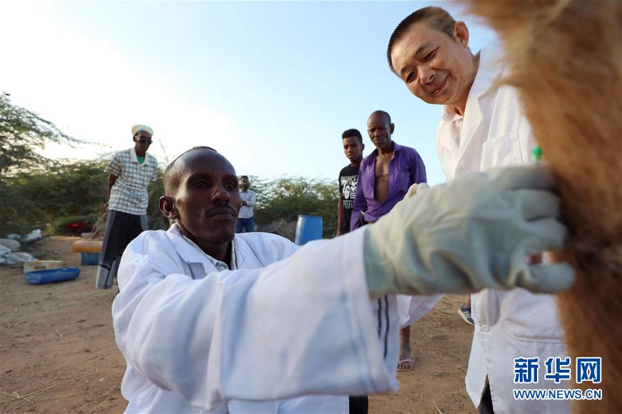 （国际&middot;图文互动）（3）中国农业专家与吉布提兽医的&ldquo;师徒情&rdquo;