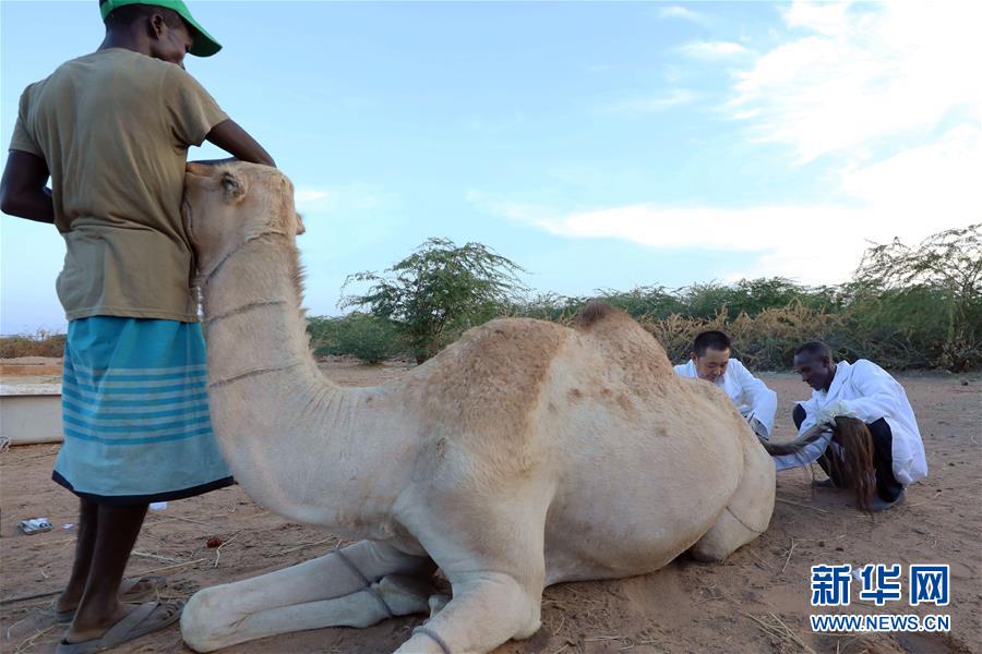 （国际&middot;图文互动）（4）中国农业专家与吉布提兽医的&ldquo;师徒情&rdquo;