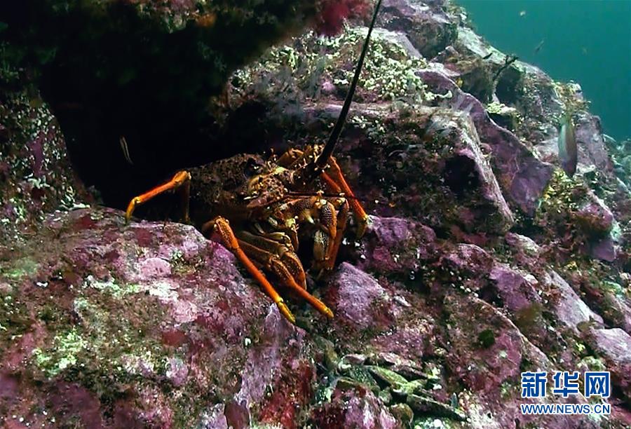 （国际）（3）新西兰龙虾出口商瞄准中国线上市场