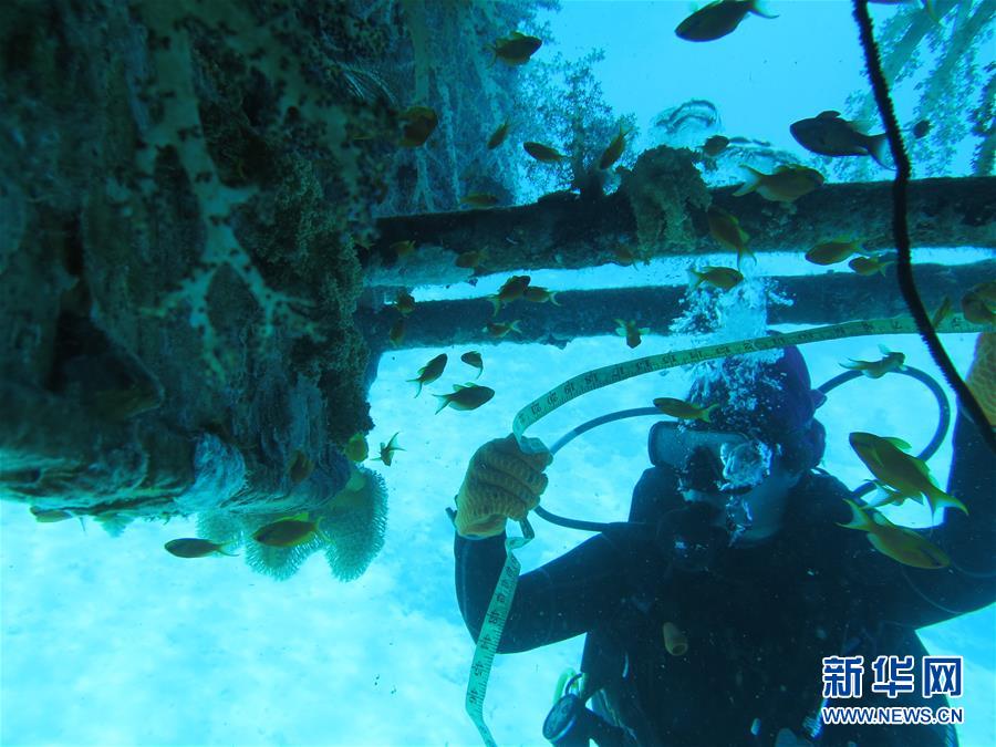 （国际&middot;图文互动）（3）通讯：水下追梦&mdash;&mdash;记埃及首位女性水下焊接工程师