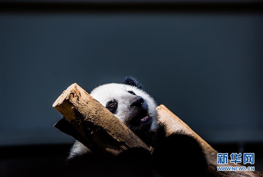 （国际）（4）马来西亚为在马出生的第二只大熊猫宝宝庆生