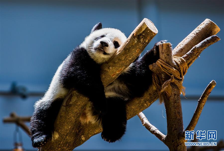 （国际）（5）马来西亚为在马出生的第二只大熊猫宝宝庆生