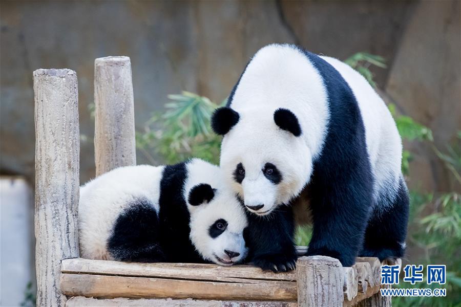 （国际）（8）马来西亚为在马出生的第二只大熊猫宝宝庆生