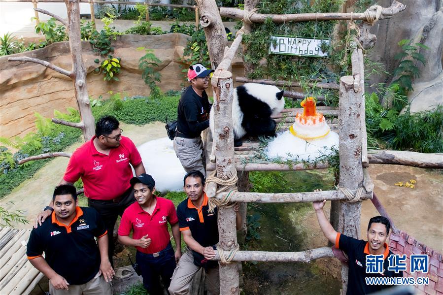 （國際）（9）馬來西亞為在馬出生的第二只大熊貓寶寶慶生