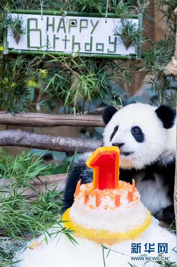 （国际）（10）马来西亚为在马出生的第二只大熊猫宝宝庆生