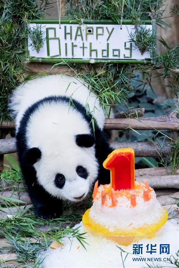 （国际）（12）马来西亚为在马出生的第二只大熊猫宝宝庆生