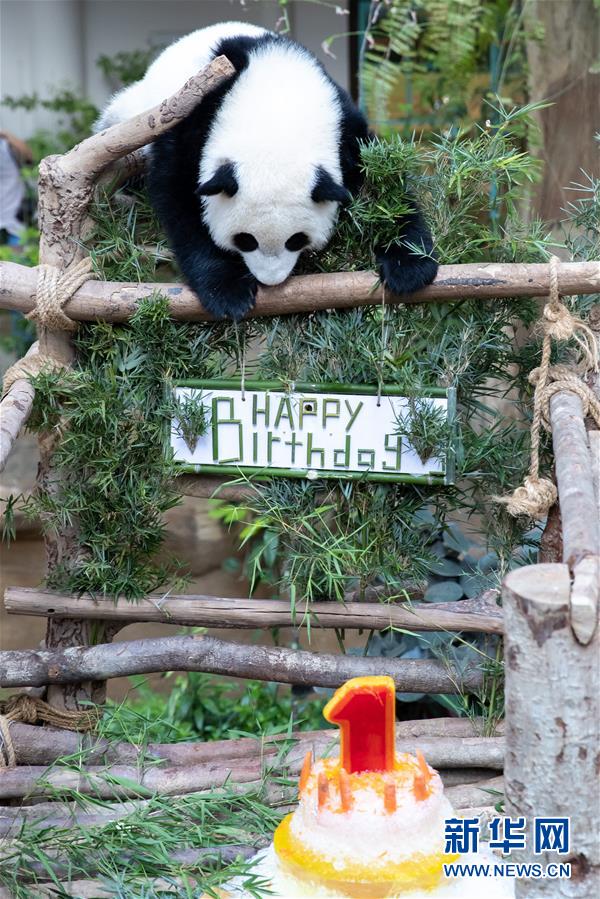 （国际）（13）马来西亚为在马出生的第二只大熊猫宝宝庆生