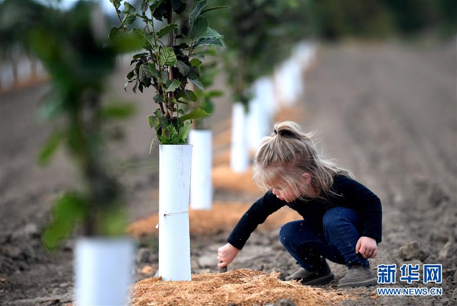 (国际·图文互动)(10)“这些树寄托着我们对中国市场的信心”——探访美俄勒冈州榛子果农