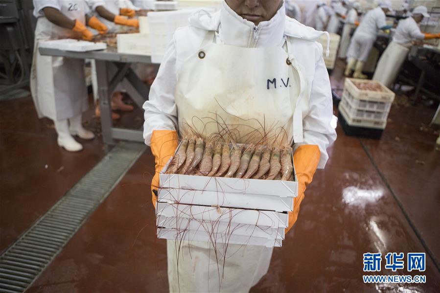 （国际&middot;图文互动）（2）阿根廷红虾征服中国人味蕾