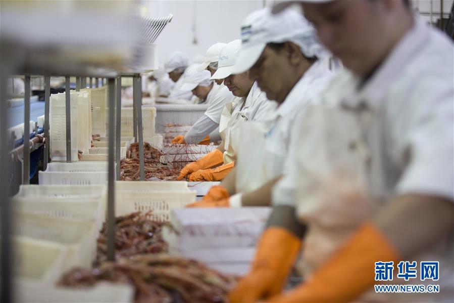 （国际&middot;图文互动）（5）阿根廷红虾征服中国人味蕾