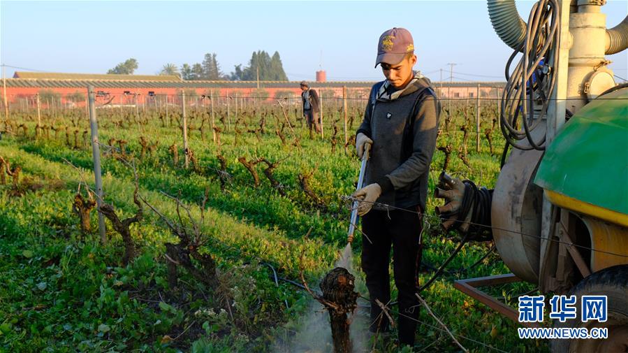 （国际&middot;图文互动）（4）摩洛哥酒庄叩开中国市场大门