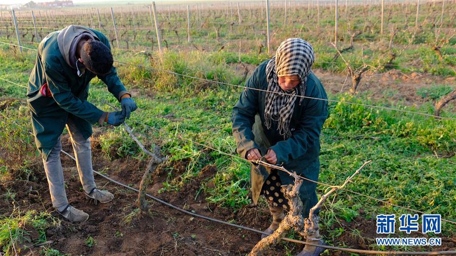 （国际&middot;图文互动）（5）摩洛哥酒庄叩开中国市场大门
