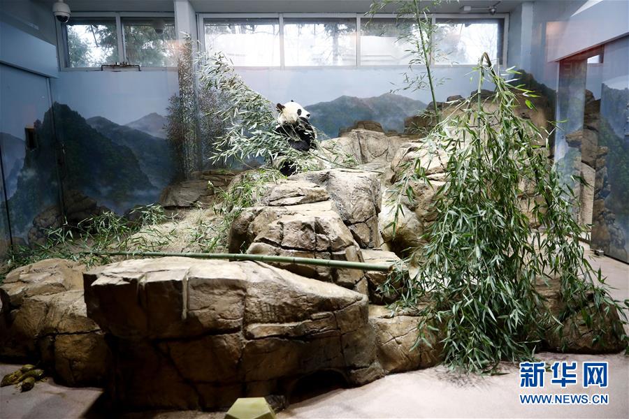 （国际&middot;图文互动）（3）美国国家动物园大熊猫馆里的派对