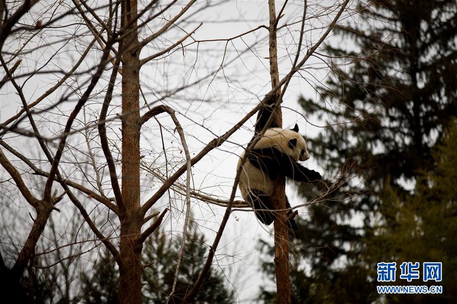 （国际&middot;图文互动）（5）美国国家动物园大熊猫馆里的派对