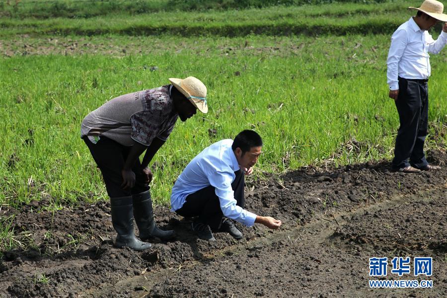 （国际·图文互动）（2）种植中国杂交水稻改变布隆迪农民生活