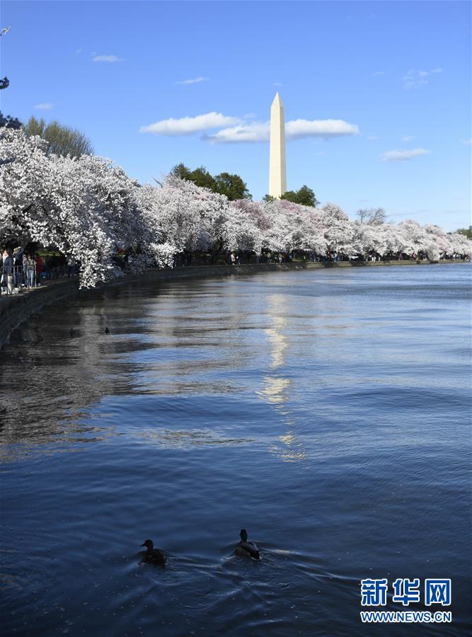 （国际）（5）华盛顿樱花盛开