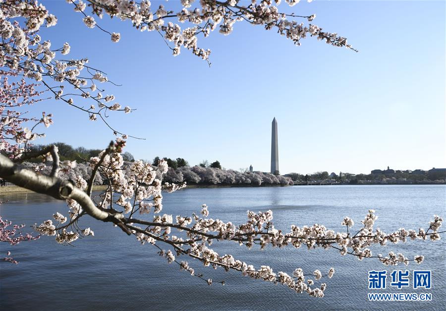 （国际）（7）华盛顿樱花盛开