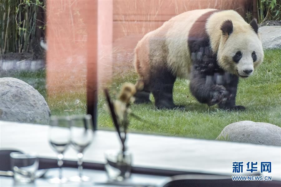 （國際）（6）哥本哈根動物園熊貓館向公眾開放