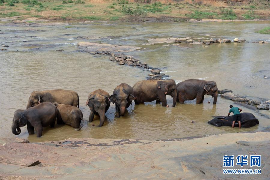（国际·图文互动）（1）记者手记：探访孕育中斯友谊使者的平纳维拉大象孤儿院