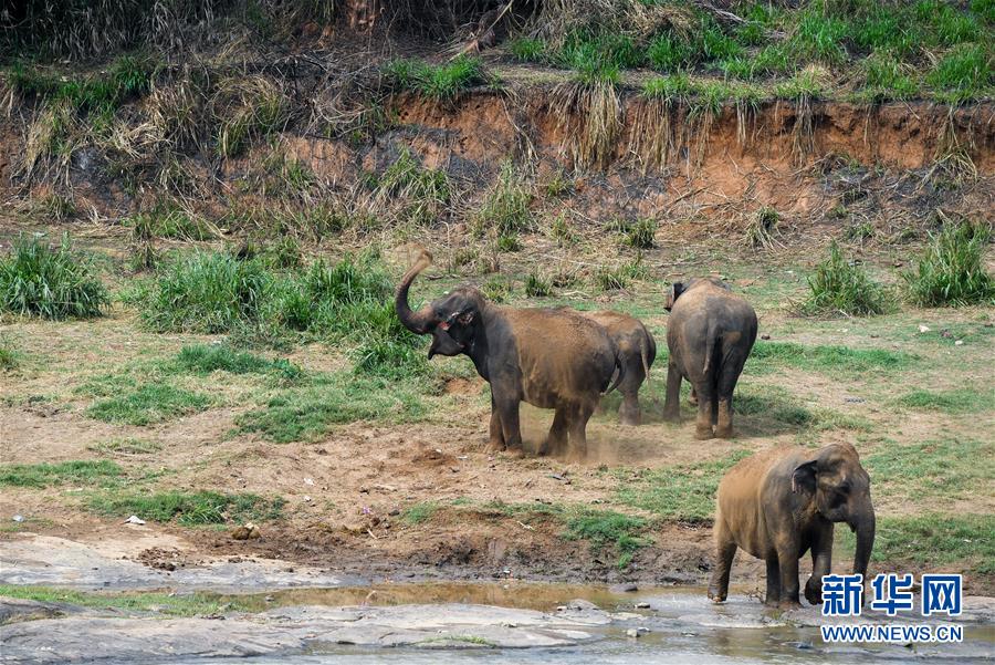 （国际·图文互动）（3）记者手记：探访孕育中斯友谊使者的平纳维拉大象孤儿院