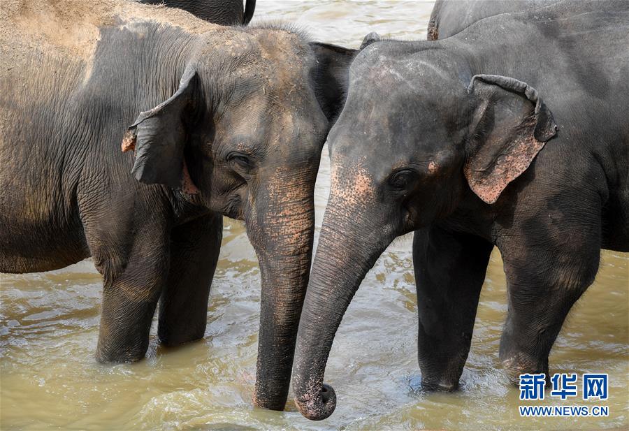 （国际·图文互动）（5）记者手记：探访孕育中斯友谊使者的平纳维拉大象孤儿院