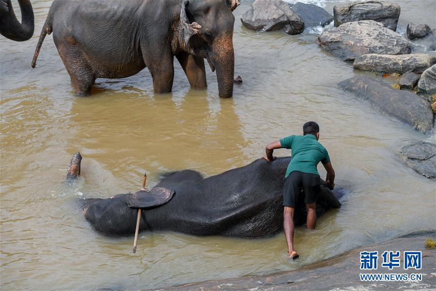 （国际·图文互动）（6）记者手记：探访孕育中斯友谊使者的平纳维拉大象孤儿院