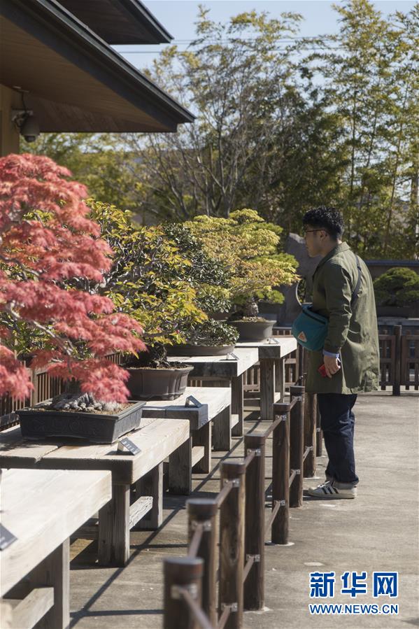 （国际·北京世园会）（2）世界园林巡礼——日本大宫盆栽美术馆