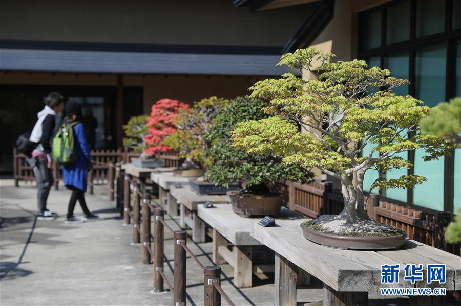 （国际·北京世园会）（4）世界园林巡礼——日本大宫盆栽美术馆