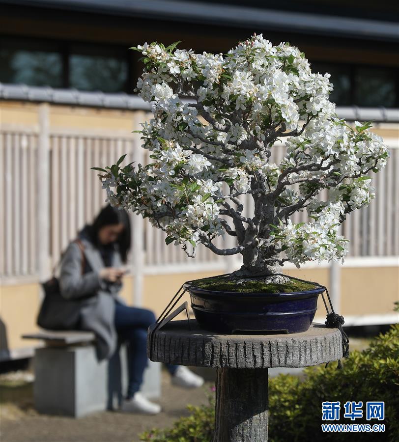 （国际·北京世园会）（5）世界园林巡礼——日本大宫盆栽美术馆