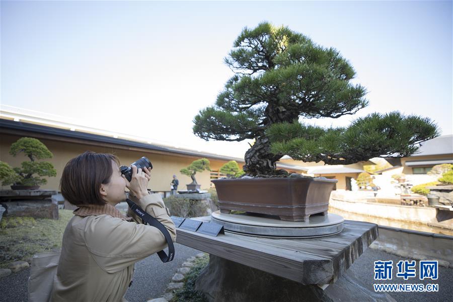 （国际·北京世园会）（6）世界园林巡礼——日本大宫盆栽美术馆