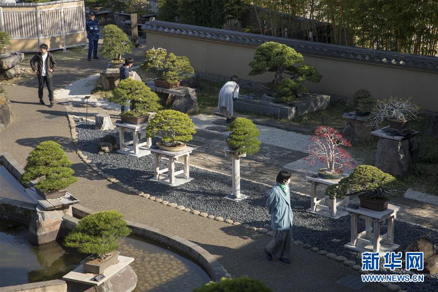 （国际·北京世园会）（7）世界园林巡礼——日本大宫盆栽美术馆