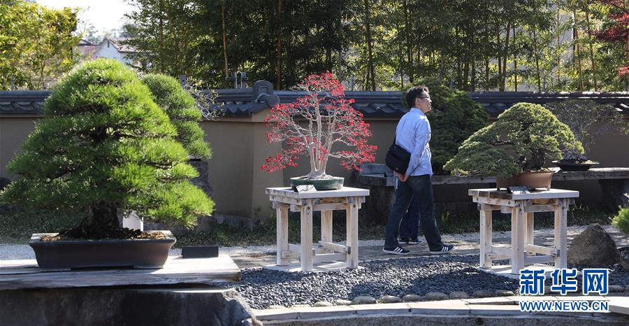 （国际·北京世园会）（8）世界园林巡礼——日本大宫盆栽美术馆
