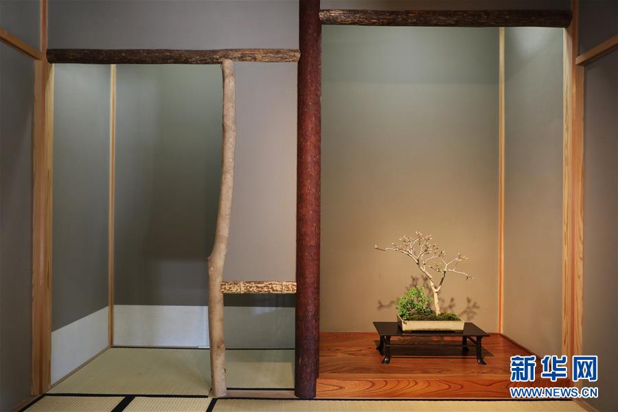 （国际·北京世园会）（11）世界园林巡礼——日本大宫盆栽美术馆