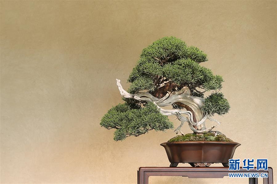 （国际·北京世园会）（13）世界园林巡礼——日本大宫盆栽美术馆