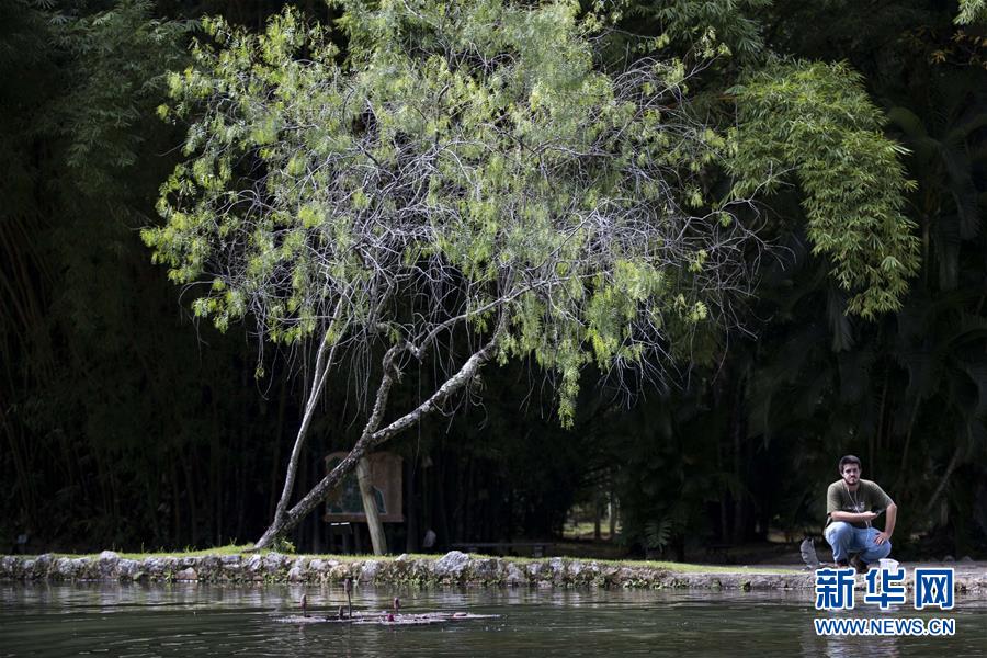 （国际·北京世园会）（4）世界园林巡礼——巴西里约植物园