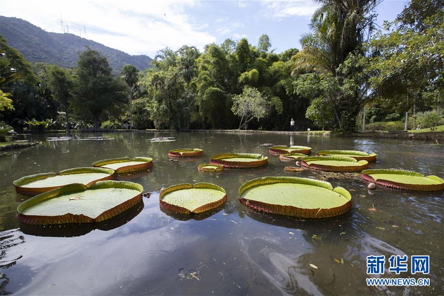 （国际·北京世园会）（7）世界园林巡礼——巴西里约植物园