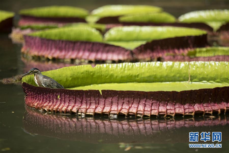 （国际·北京世园会）（8）世界园林巡礼——巴西里约植物园