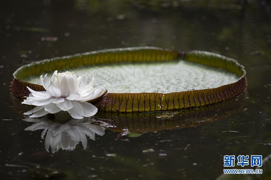 （国际·北京世园会）（9）世界园林巡礼——巴西里约植物园