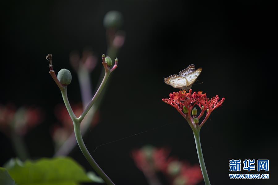 （国际·北京世园会）（10）世界园林巡礼——巴西里约植物园