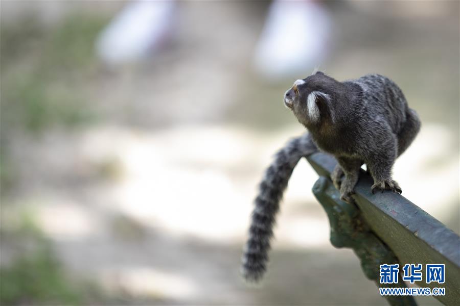 （国际·北京世园会）（12）世界园林巡礼——巴西里约植物园