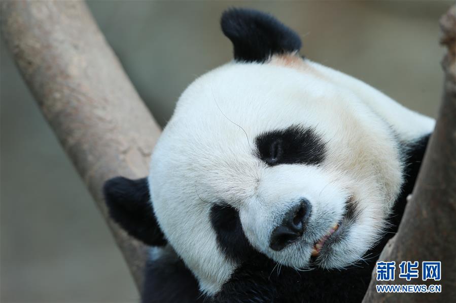 （国际）（5）旅韩大熊猫“爱宝”“乐宝”来韩三周年