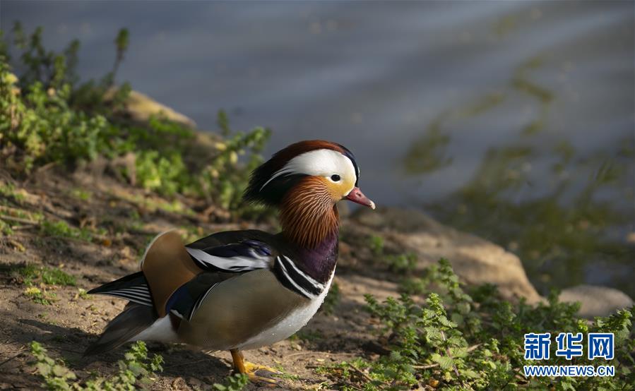 （国际&middot;北京世园会）（4）世界园林巡礼&mdash;&mdash;伦敦邱园