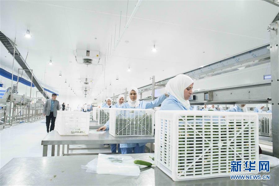 (国际·“一带一路”高峰论坛·图文互动)(3)荒漠正在成为瓜果飘香的绿洲——记中国国机重工埃及现代农业温室项目