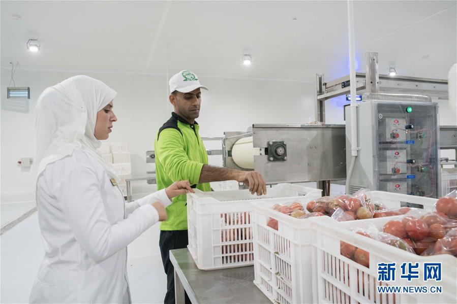 (国际·“一带一路”高峰论坛·图文互动)(4)荒漠正在成为瓜果飘香的绿洲——记中国国机重工埃及现代农业温室项目