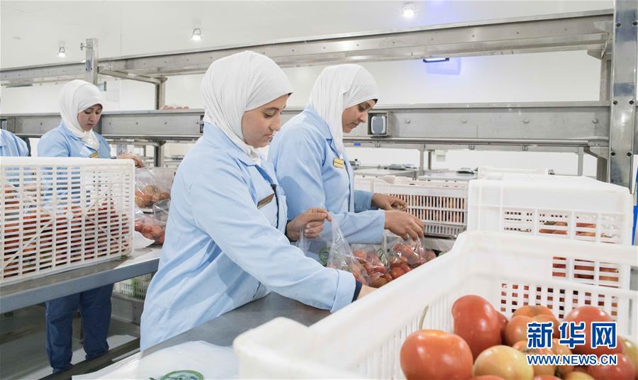 (国际·“一带一路”高峰论坛·图文互动)(5)荒漠正在成为瓜果飘香的绿洲——记中国国机重工埃及现代农业温室项目