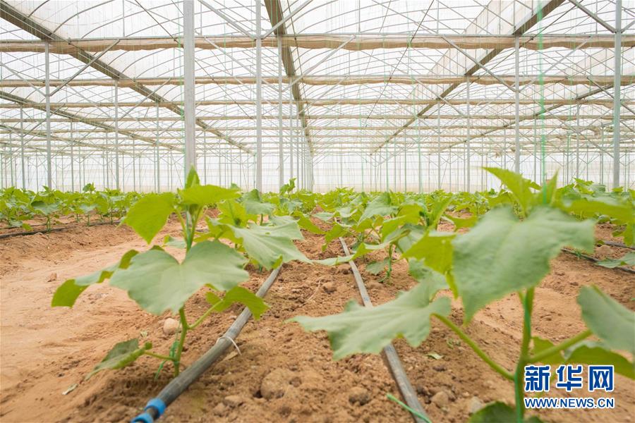 (国际·“一带一路”高峰论坛·图文互动)(6)荒漠正在成为瓜果飘香的绿洲——记中国国机重工埃及现代农业温室项目