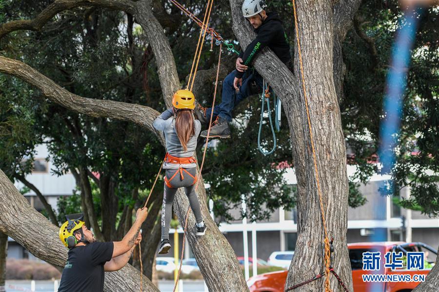 （国际）（6）新西兰：儿童周末爬树体验 