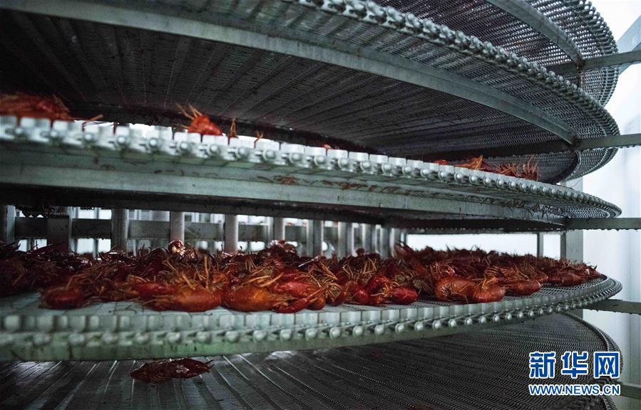 (国际·图文互动)(12)从尼罗河畔到中国餐桌——一只“洋”小龙虾的36小时旅程
