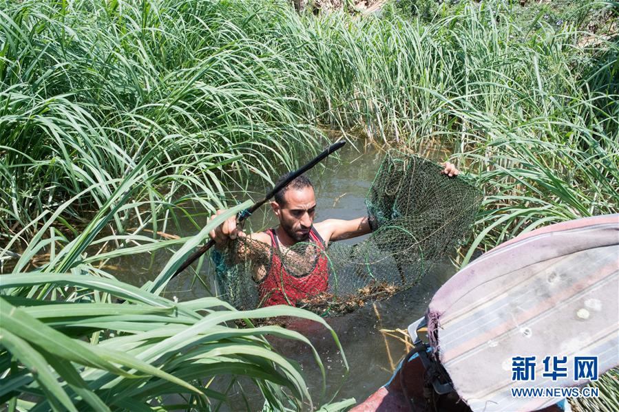 (国际·图文互动)(4)从尼罗河畔到中国餐桌——一只“洋”小龙虾的36小时旅程
